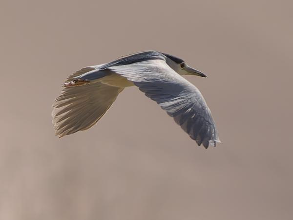 <h3><a href="/trips/marokko/biota/animalia/chordata/aves/015 pelecaniformes/002 ardeidae/nycticorax nycticorax/nycticorax nycticorax-nl.html">Nycticorax&nbsp;nycticorax</a> / Black‑crowned&nbsp;night&nbsp;heron / Kwak</h3>OM-1 Mark II met OLYMPUS M.150-400mm F4.5 TC, 1/2000 sec  bij F5.6, ISO 640, afstand 107&nbsp;m